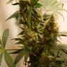 семена конопли феминизированные Blue Mystic feminised Royal Queen