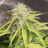 семена конопли интернет магазин Auto Jack 47 XL feminised Sweet Seeds