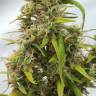 семена сортовой конопли Auto Lowryder regular