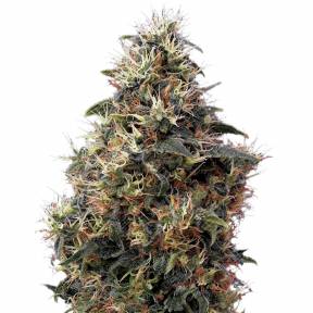 Auto Sweet Mango feminised Ganja Seeds