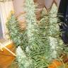 Auto Xtreme feminised Dutch Passion Seeds