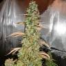 Auto Xtreme feminised Dutch Passion Seeds
