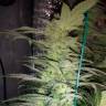 семена конопли Alexandriya regular Ganja Seeds семена конопли Alexandriya regular Ganja Seeds