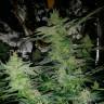 регулярные семена конопли Alexandriya regular Ganja Seeds регулярные семена конопли Alexandriya regular Ganja Seeds