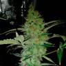 качественные семена конопли Alexandriya regular Ganja Seeds качественные семена конопли Alexandriya regular Ganja Seeds