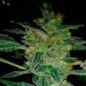 семена сортовой конопли Alexandriya regular Ganja Seeds семена сортовой конопли Alexandriya regular Ganja Seeds