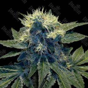 Sharksbreath feminised DNA Genetics