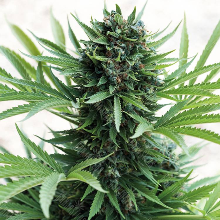 семена конопли с доставкой Auto Sour Diesel feminised Humboldt Seeds