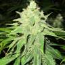 семена конопли почтой Jack la Mota feminised Medical Seeds семена конопли почтой Jack la Mota feminised Medical Seeds