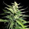 семена конопли почтой Auto Kong 4 feminised Paradise Seeds