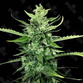 Auto Kong 4 feminised Paradise Seeds