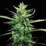 где заказать семена конопли Auto Kong 4 feminised Paradise Seeds