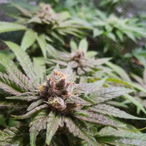 Bubble Kush feminised Royal Queen