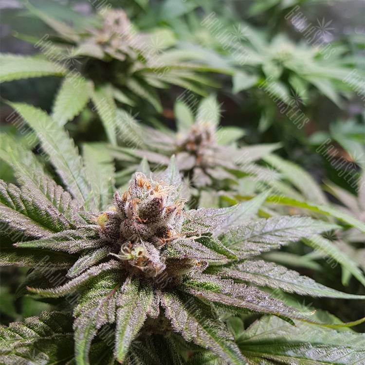 качественные семена конопли Bubble Kush feminised Royal Queen качественные семена конопли Bubble Kush feminised Royal Queen