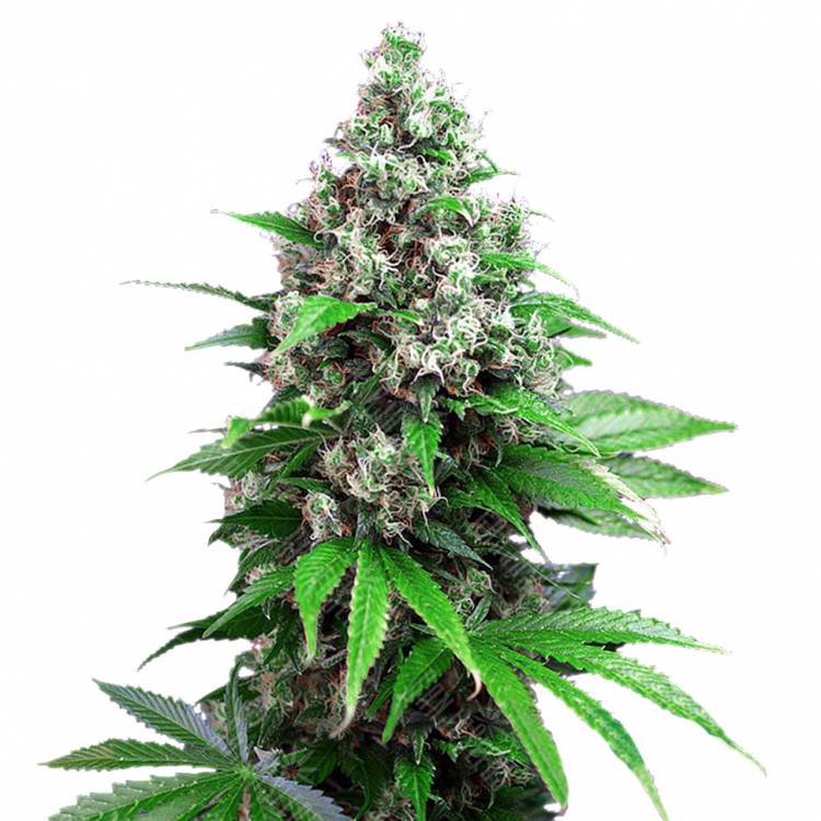 Семена конопли Auto Killer Kush feminised Ganja Seeds