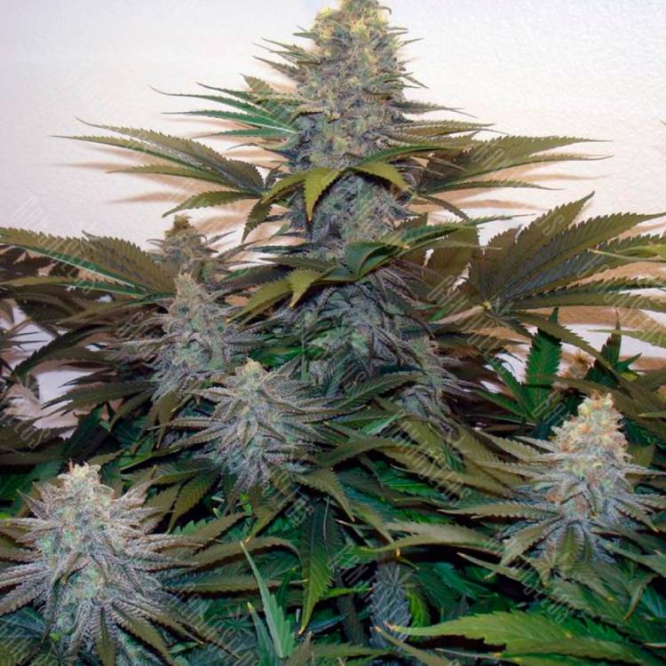 Семена марихуаны Z & Z feminised Ganja Seeds Семена марихуаны Z & Z feminised Ganja Seeds