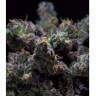 заказать качественные семена конопли Z & Z feminised заказать качественные семена конопли Z & Z feminised