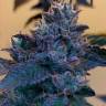 купить семена конопли в России Z & Z feminised купить семена конопли в России Z & Z feminised