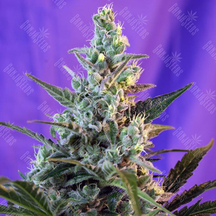 купить семена конопли Auto Sweet Skunk feminised купить семена конопли Auto Sweet Skunk feminised