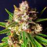 купить семена конопли Bubba Kush feminised Green House Seeds купить семена конопли Bubba Kush feminised Green House Seeds