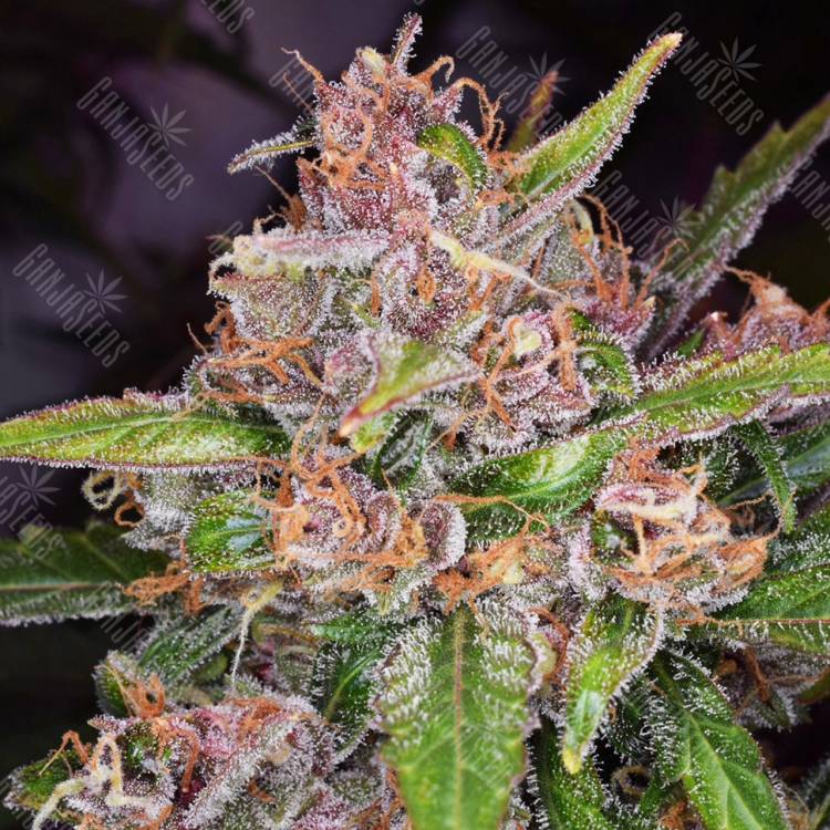 качественные семена конопли Bubba Kush feminised Green House Seeds качественные семена конопли Bubba Kush feminised Green House Seeds