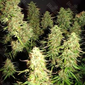 Auto Blue Mazar feminised Dutch Passion Seeds