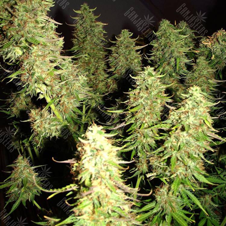 Auto Blue Mazar feminised Dutch Passion Seeds