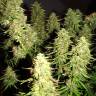 Auto Blue Mazar feminised Dutch Passion Seeds