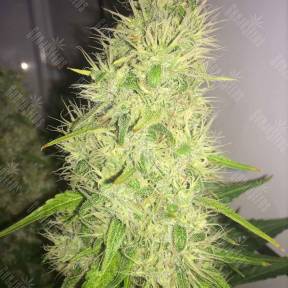 Belladonna regular Ganja Seeds