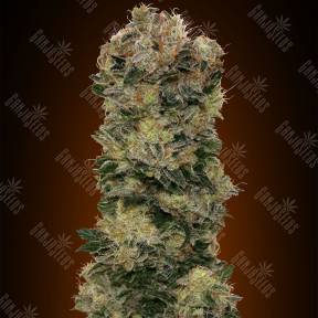 Auto Sweet Soma feminised 00 Seeds