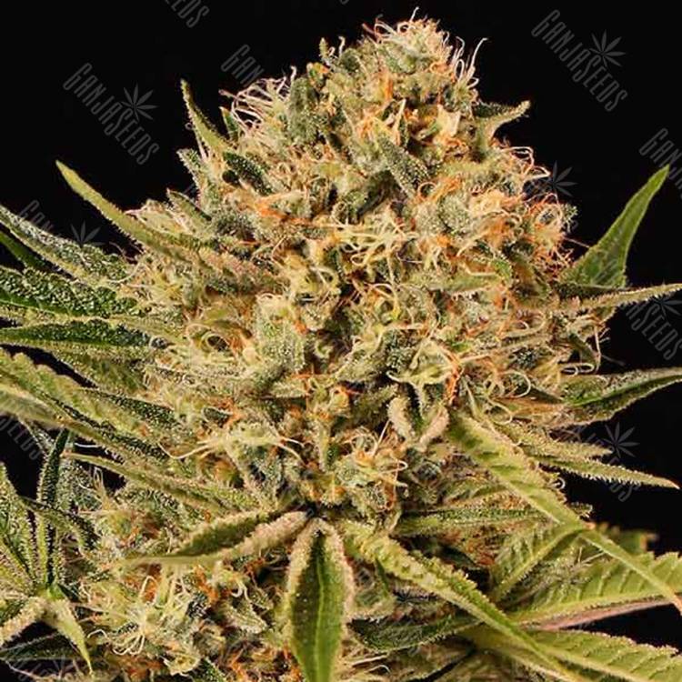 хорошие семена конопли Herz OG feminised Exotic Seed