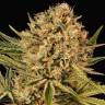 хорошие семена конопли Herz OG feminised Exotic Seed