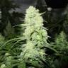 конопля семена сорта заказать Malakoff feminised Medical Seeds