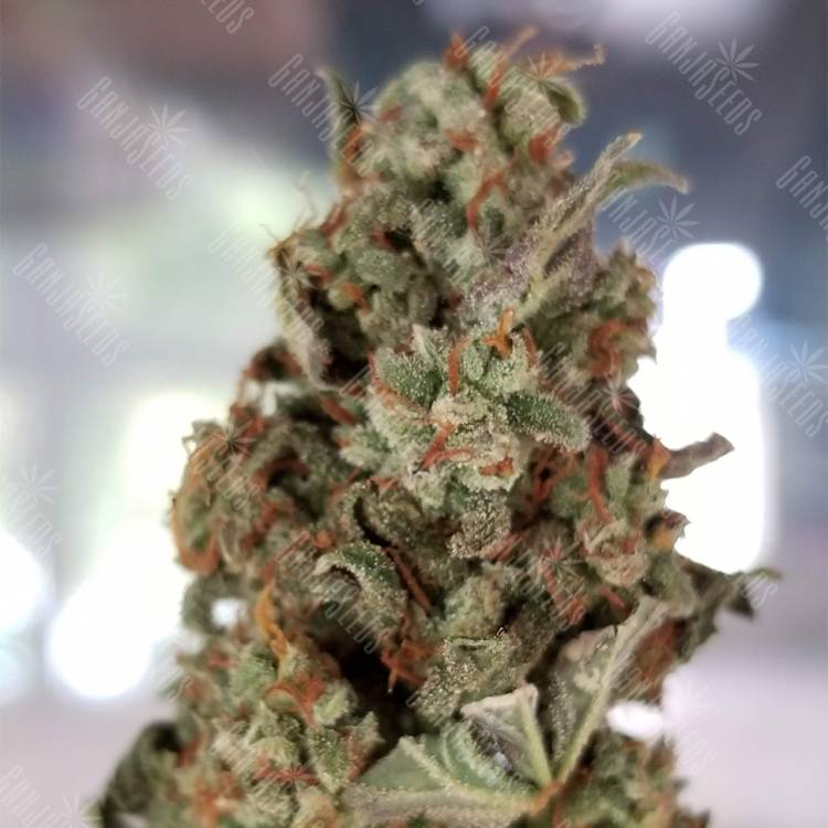 купить семена конопли Auto American Pie feminised Pyramid Seeds