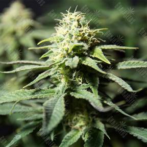 Bubblegum XL feminised Royal Queen