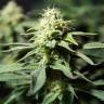 семена конопли аутдор Bubblegum XL feminised Royal Queen