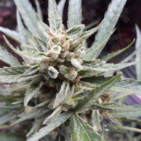 Auto Sweet Gelato feminised Sweet Seeds