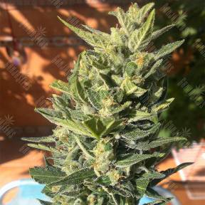 Auto Colorado Cookies feminised Ganja Seeds