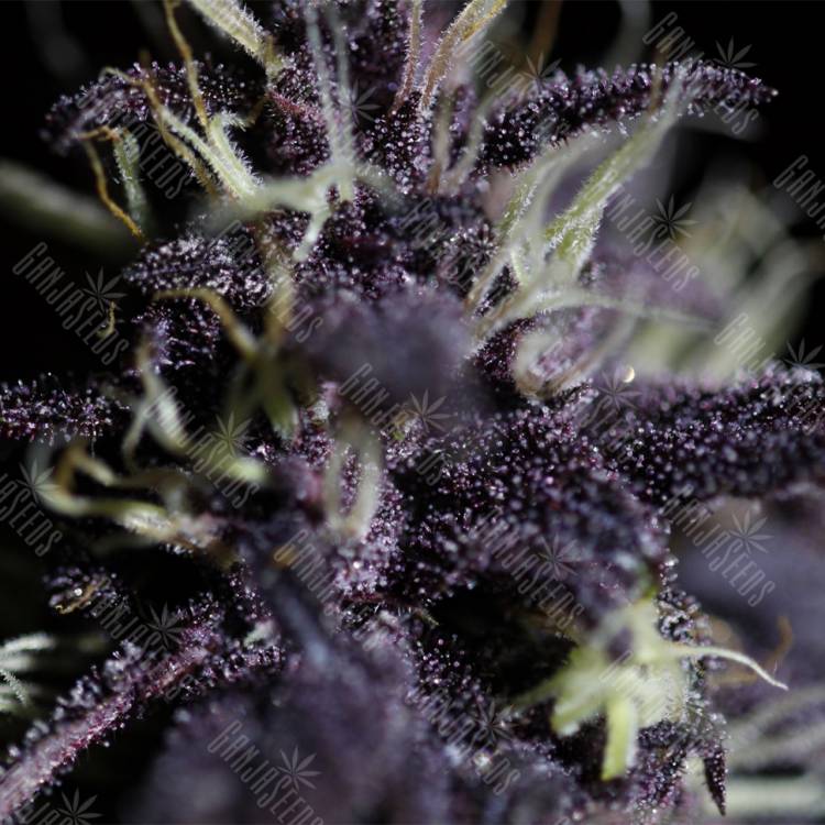 Семена конопли Auto Dark Purple feminised Ganja Seeds Семена конопли Auto Dark Purple feminised Ganja Seeds