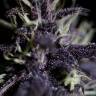 Семена конопли Auto Dark Purple feminised Ganja Seeds Семена конопли Auto Dark Purple feminised Ganja Seeds