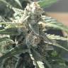 где заказать семена конопли Kaia Kush feminised Green House Seeds