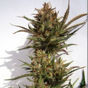Auto Charlotte`s Angel CBD feminised Dutch Passion Seeds