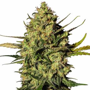 Auto Hindu Kush feminised Breeders Community Seeds