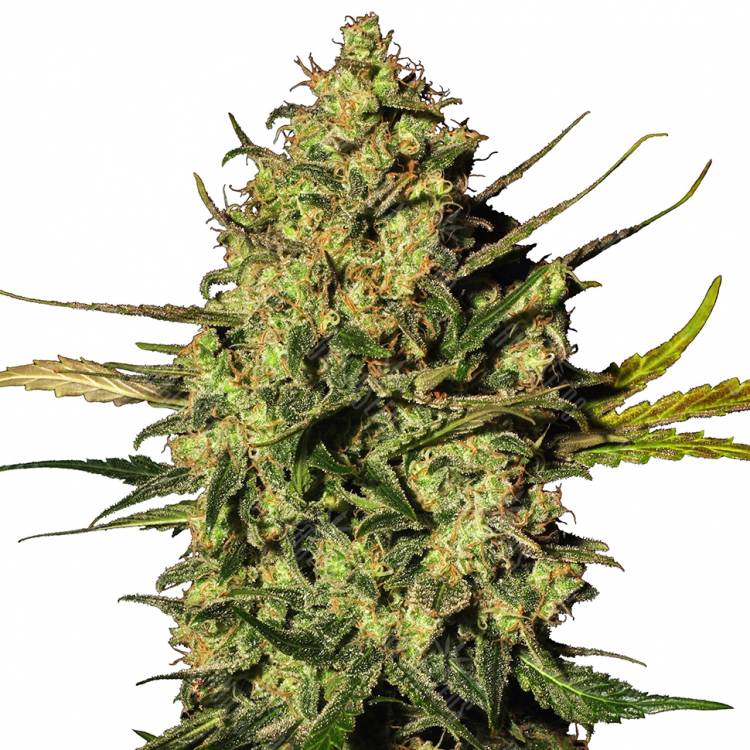 Auto Hindu Kush feminised Breeders Community Seeds Auto Hindu Kush feminised Breeders Community Seeds