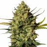 Auto Hindu Kush feminised Breeders Community Seeds Auto Hindu Kush feminised Breeders Community Seeds