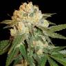 Auto Mazar regular Ganja Seeds Auto Mazar regular Ganja Seeds