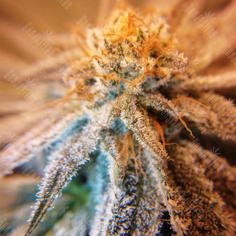 качественные семена конопли Amherst Sour Diesel feminised Humboldt Seeds