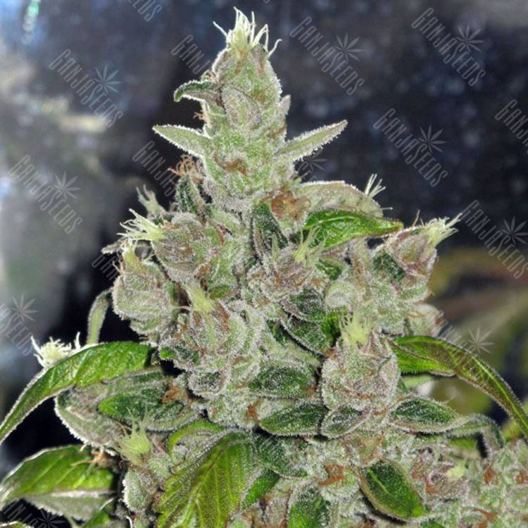 семена культурной конопли купить Mendocino Purple Kush feminised Medical Seeds семена культурной конопли купить Mendocino Purple Kush feminised Medical Seeds
