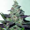 семена конопли для посадки купить Mendocino Purple Kush feminised Medical Seeds семена конопли для посадки купить Mendocino Purple Kush feminised Medical Seeds