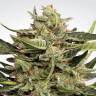 семена конопли курьером Auto Vertigo feminised Paradise Seeds